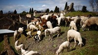 Penggunaan domba di lingkungan situs kuno Pompeii secara tidak langsung telah menggambarkan lingkungan bersejarah yang asri dengan keanekaragaman hayati di dalamnya.