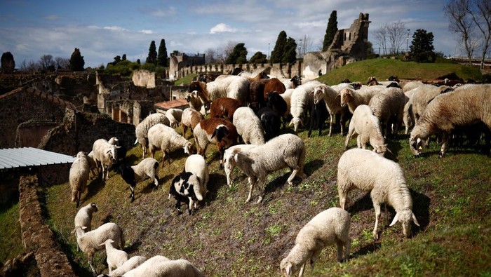 Domba-domba Penjaga Situs Pompeii A sheep grazes the grass as part of an initiative to protect ancient ruins from growing green in unexcavated areas of the archaeological site in Pompeii, Italy, March 7, 2023. REUTERS/Guglielmo Mangiapane