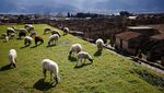 Domba-domba Penjaga Situs Pompeii