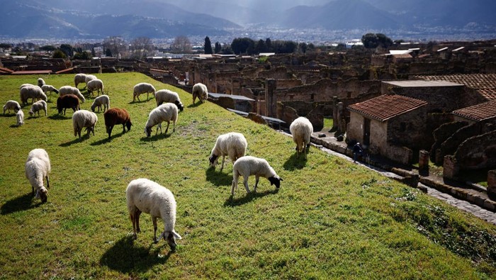 A sheep grazes the grass as part of an initiative to protect ancient ruins from growing green in unexcavated areas of the archaeological site in Pompeii, Italy, March 7, 2023. REUTERS/Guglielmo Mangiapane