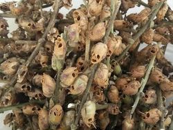 Foto Unik Tapi Menyeramkan, Berharap Tidak Nyata