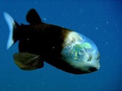 Foto Unik Tapi Menyeramkan, Berharap Tidak Nyata