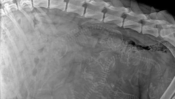 Meskipun orang terbiasa melihat hasil ultrasound kehamilan, tapi akan terkejut dengan gambar rontgen anjing ini. Kira-kira ada berapa ekor anak anjing yang sedang dikandungnya. Foto: Travelerz