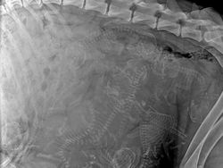 Foto Unik Tapi Menyeramkan, Berharap Tidak Nyata