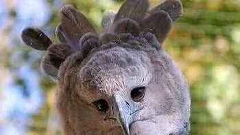 Pikiran pertama yang pasti terlintas di benak kamu saat melihat foto ini, bertanya-tanya apakah ini sebenarnya binatang sungguhan. Dan jawabannya adalah ya. Ini adalah elang Harpy yang terbesar di seluruh dunia dengan lebar sayap lebih dari 2 meter! Tampilan menakutkan itu memperingatkan kamu untuk berhati-hati dan menjauh. Foto: Travelerz