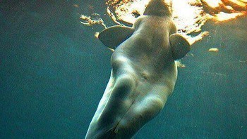 Dunia akan terus memperdebatkan selama bertahun-tahun tentang keberadaan (atau tidak adanya) putri duyung. Terlepas dari sisi mana kamu berada, sulit untuk menyangkal kesamaan yang mencolok antara gambar putri duyung tradisional dan foto yang diambil dari paus beluga ini. Paus ini tampaknya memiliki kombinasi ekor dan juga kaki mirip manusia, meskipun tampaknya tersangkut di dalam ekor itu sendiri. Foto: Travelerz