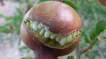 Ini bukalah alien. Melainkan buah delima, bijinya yang putih seolah seperti gigi. Tapi jangan berharap dia hidup layaknya monster yang bisa mengigit. Foto: Travelerz