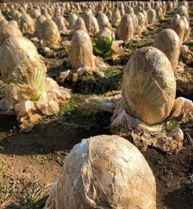 Foto Unik Tapi Menyeramkan