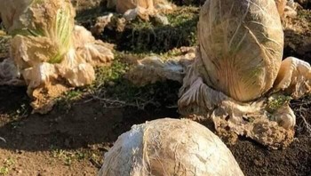 Ini benar-benar terlihat seperti telur alien yang menunggu untuk ditetaskan. Sangat sedikit orang yang akan berasumsi foto ini hanyalah sekumpulan kubis. Foto: Travelerz