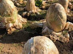 Foto Unik Tapi Menyeramkan, Berharap Tidak Nyata