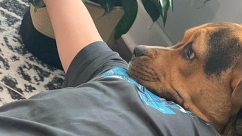 Manusia berkepala anjing. Foto: Reddit via Brightside