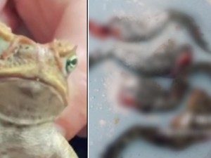 Gegara Masak Kodok Beracun, Video Aksi TikTokers Ini Jadi Viral