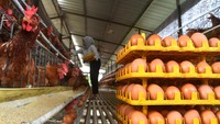 Kenaikin ini disebabkan faktor harga pakan naik dari Rp 7 ribu per kilogram menjadi Rp 7.450 per kilogram, serta dipengaruhi tingginya permintaan telur ayam negeri menjelang bulan Ramadhan.