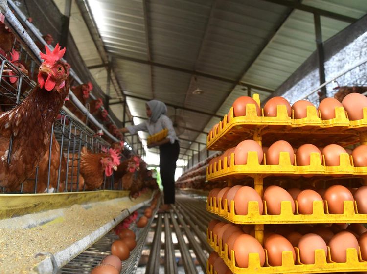 Jelang Ramadhan, Harga Telur Ayam di Bogor Merangkak Naik