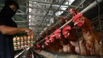 Jelang Ramadhan, Harga Telur Ayam di Bogor Merangkak Naik