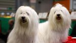Ketika Anjing-anjing Beradu Lucu di Birmingham