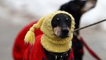 Ketika Anjing-anjing Beradu Lucu di Birmingham