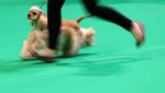 Ketika Anjing-anjing Beradu Lucu di Birmingham