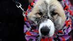 Ketika Anjing-anjing Beradu Lucu di Birmingham