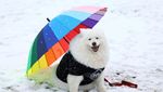 Ketika Anjing-anjing Beradu Lucu di Birmingham