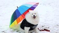 Seekor anjing duduk di hari pertama pertunjukan anjing Crufts di Birmingham, Inggris, Kamis (9/3/2023).