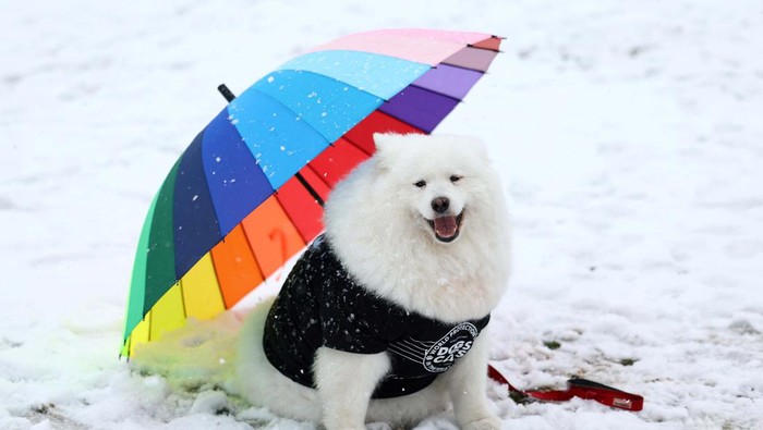 Ketika Anjing-anjing Beradu Lucu di Birmingham A dog and their owner arrive on the first day of the Crufts dog show in Birmingham, Britain, March 9, 2023. REUTERS/Molly Darlington