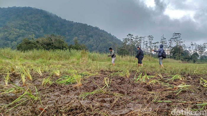Kondisi Kebun Edelweis Rawa di Rancah Upas, Kabupaten Bandung, setelah dirusah event motor trail pada Minggu, 5 Maret 2023.
