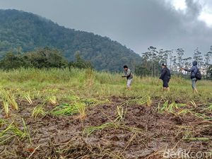 Apa Itu Edelweis Rawa yang Rusak Imbas Event Motor Trail di Ranca Upas?