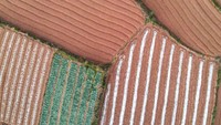 Ladang hijau adalah sayuran musiman yang mekar penuh.