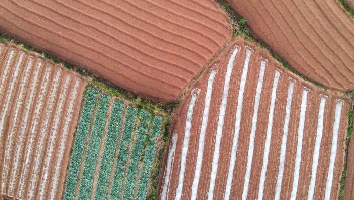 Lanskap Unik Ladang Sayur di China NANNING, CHINA - MARCH 9, 2023 - Aerial photo shows the vast land layered with colors like a palette in Nanning, South China's Guangxi Zhuang autonomous region, March 9, 2023. The green fields are seasonal vegetables in full bloom, the brownish-red fields are freshly plowed by farmers, and the white fields are covered with mulch. (Photo credit should read CFOTO/Future Publishing via Getty Images)