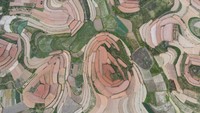 Sementara ladang merah kecoklatan adalah ladang yang baru saja dibajak oleh petani.