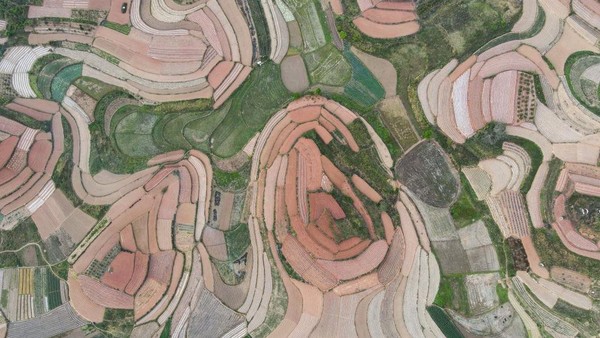 Sementara ladang merah kecoklatan adalah ladang yang baru saja dibajak oleh petani.