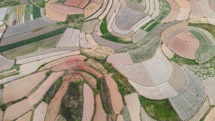 Lanskap Unik Ladang Sayur di China NANNING, CHINA - MARCH 9, 2023 - Aerial photo shows the vast land layered with colors like a palette in Nanning, South China's Guangxi Zhuang autonomous region, March 9, 2023. The green fields are seasonal vegetables in full bloom, the brownish-red fields are freshly plowed by farmers, and the white fields are covered with mulch. (Photo credit should read CFOTO/Future Publishing via Getty Images)