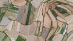 Lanskap Unik Ladang Sayur di China