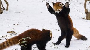 Viral! Benarkah Panda Merah Berdiri Saat Terancam?