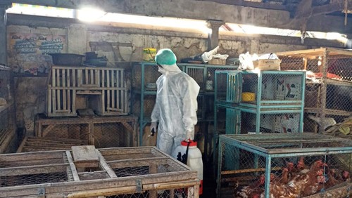 Petugas Dinas Pertanian dan Pangan Jembrana menyemprotkan disinfektan pada kandang unggas milik pedagang di Pasar Umum Negara, Jumat (10/3/2023). (Foto: Istimewa)