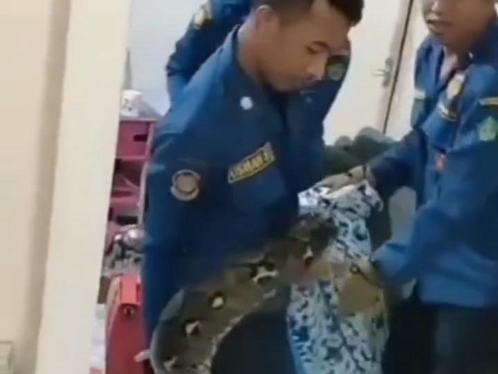 Petugas evakuasi 2 ular sanca di dapur rumah warga di Sidoarjo
