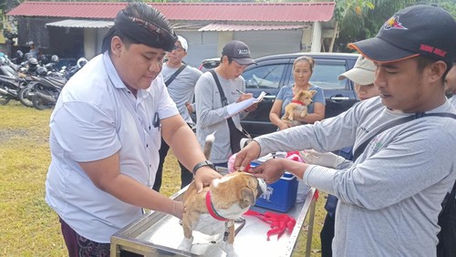 Petugas melakukan vaksinasi anjing di Desa Seraya Barat, Kecamatan dan Kabupaten Karangasem, Bali, Senin (6/2/2023) (Foto : I Wayan Selamat Juniasa/detikBali)