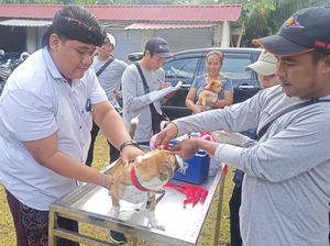 13 Ribu Lebih Anjing Disasar Terima Vaksin Rabies di Karangasem