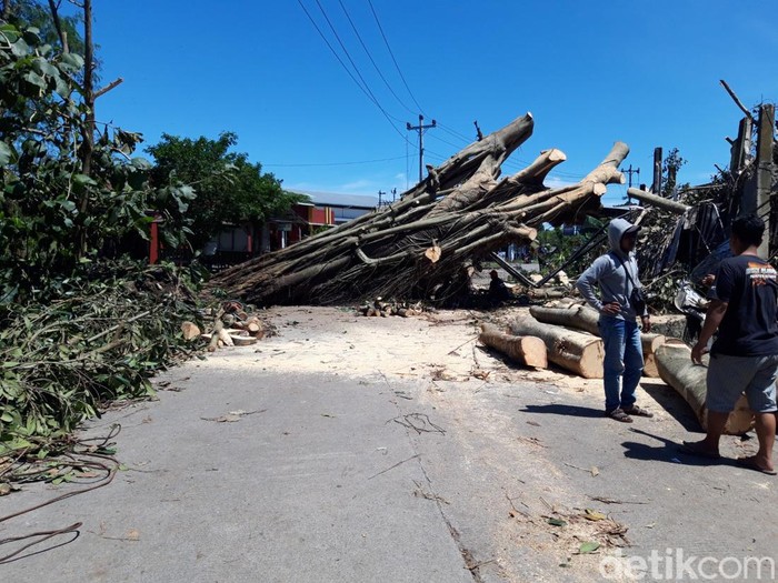 Pohon beringin tumbang menutup jalan Sambi-Simo, Kabupaten Boyolali, belum dapat disingkirkan, Jumat (10/3/2023).