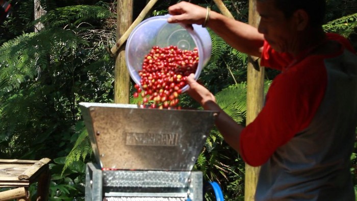 Proses pengolahan biji kopi Puntang