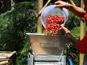 Asa Petani Kembalikan Surga Kopi Tanpa Kesengsaraan di Priangan
