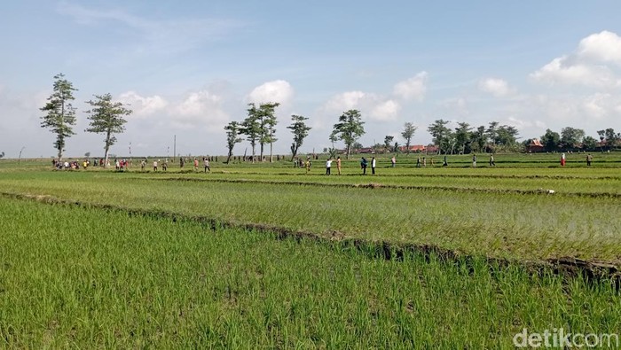 Salah satu lokasi yang akan dikunjungi Presiden Jokowi di Blora, Jumat (10/3/2023).