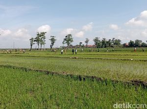 Kunjungi Blora Pagi Ini, Jokowi Akan Bagi Sembako hingga Serahkan SK