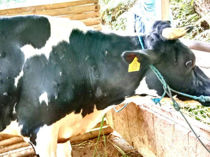Salah satu sapi yang terjangkit LSD di Trenggalek