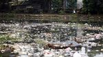 Jorok! Situ Tlajung Bogor Dipenuhi Sampah