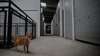 Ketua Paguyuban Pedagang Pasar Ciputat, Yuli mengatakan, banyak pedagang yang akhirnya memilih menutup kiosnya dan pindah mencari penghidupan baru. Menurutnya, pembeli malas naik-turun gedung pasar yang dibangun sampai lantai tiga, sehingga yang paling terpukul adalah pedagang di lantai paling atas.
