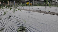 Meskipun terjadi awan panas guguran pada Sabtu (11/3/2023) siang, kegiatan warga di lereng Gunung Merapi masih berjalan normal. 