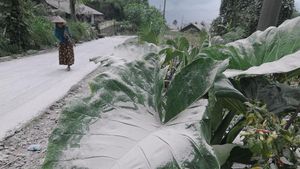 Penampakan Hujan Abu Merapi yang Guyur Selo Boyolali