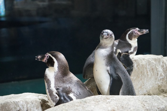 Bayi-bayi penguin yang baru menetas di Ancol Bayi-bayi penguin yang baru menetas di Ancol
